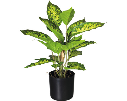 monstera stecklinge einpflanzen Monstera Variegata Steckling main image 1