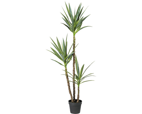 monstera monkey leaf katzen Hydro Monstera Monkey – Green Me Up main image 0