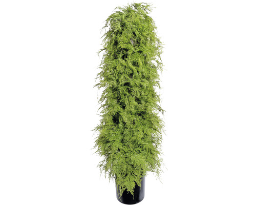 Kunstpflanze Asparagus Höhe: 120 cm grün