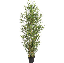 Bambou en pot