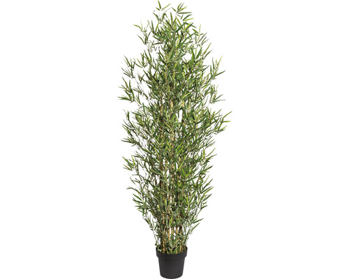 Bambou en pot