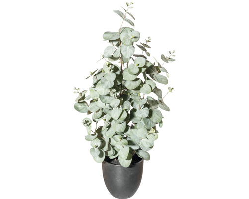 Kunstpflanze Eucalyptus Luxemburg - Höhe: grün 60 cm HORNBACH