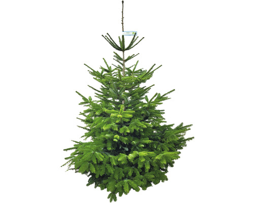 Sapin Nordmann BIO Naturland h 150-200 cm, sapin de Noël coupé issu de production écologique