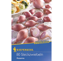 Kiepenkerl 80 oignons de printemps Rosanna