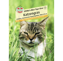 Futtergras Sperli Katzengras 'SPERLI's Mini-Tiger-Gras'