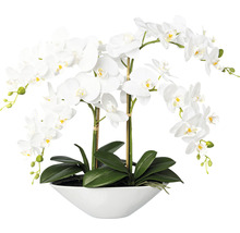 Dekorative weiss Orchidee am Dëppen