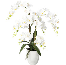 Weisse Orchidee im Topf als Zimmerdekoration