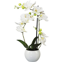 Orchidee in einem Topf