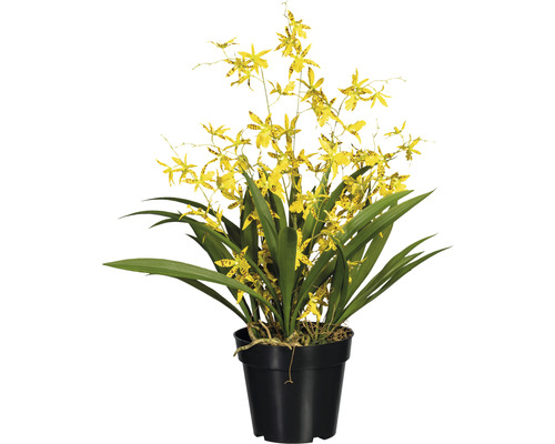 Plante artificielle Oncydie Dancing hauteur : 60 cm jaune