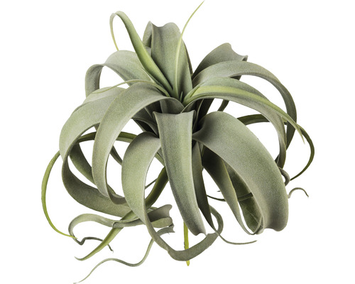 Plante artificielle Tillandsia hauteur : 28 cm vert