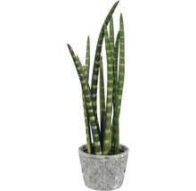 Sansevieria cylindrica plante d''intérieur dans un pot