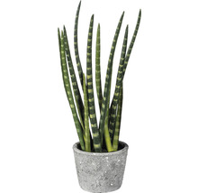 Sansevieria en pot
