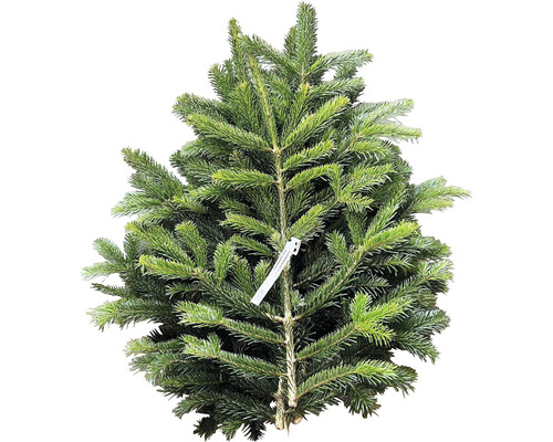 Nordmanntanne im Topf