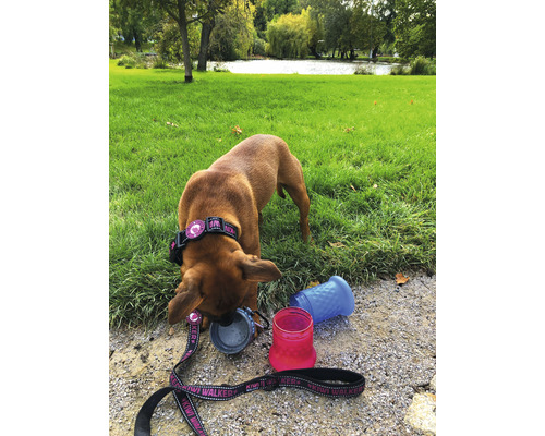 Chien avec collier et laisse à côté de gamelles pliantes et d''une bouteille d''eau à l''extérieur