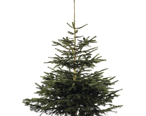 Nordmanntanne Weihnachtsbaum