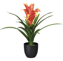 Guzmania en pot comme plante d''intérieur