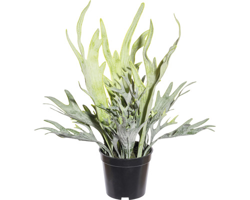 Plante artificielle Platycerium hauteur : 40 cm vert