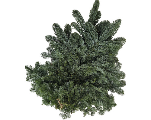 Tannengrün Nobilistanne Schnittgrün Handbund ca. 2,5 kg