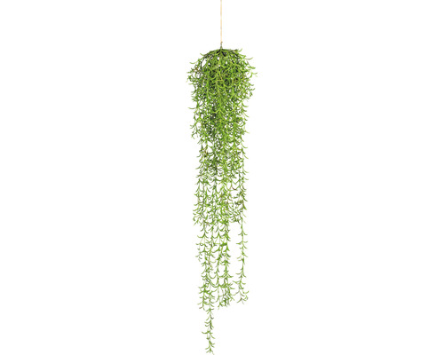 Plante suspendue pour l''intérieur