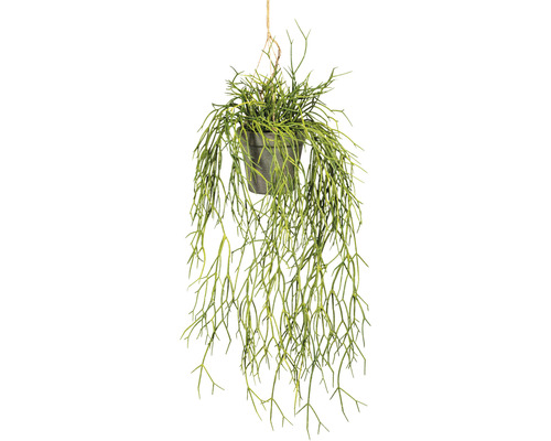 Plante artificielle Rhipsalis retombant hauteur : 60 cm vert