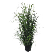 Herbe ornementale en pot