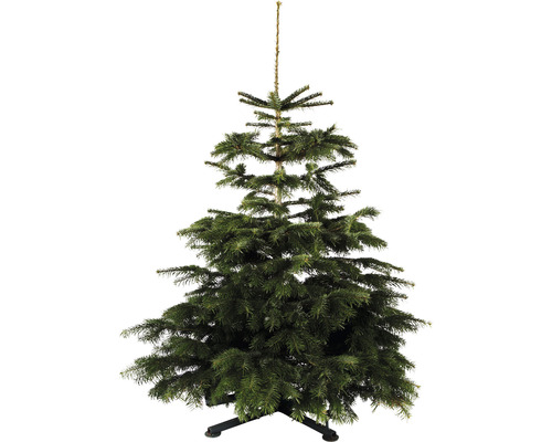 Sapin Nordmann de Bavière h 150-200 cm, sapin de Noël coupé issu de production durable et régionale