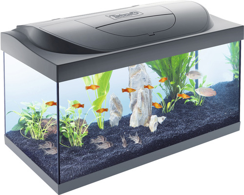 Aquarium Starter Line inkl. Abdeckung Beleuchtung Heizer/Heizstab Futter Wasseraufbereiter Rückwandfolie 61 x 35 x 31 cm Aquarium mit Fischen, Pflanzen und Dekoration