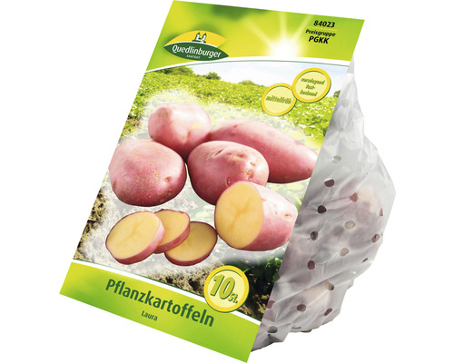 Pommes de terre Quedlinburger Laura chair plutôt ferme 5 kg