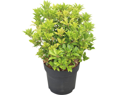 Schattenglöckchen FloraSelf Pieris japonica "Mountain Fire" H 40-50 cm Co 6 L Japanische Lavendelheide im Topf