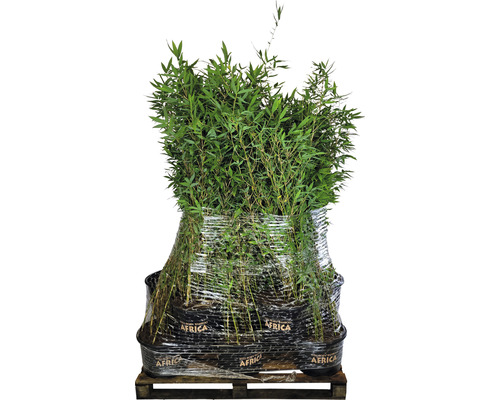 kaktus gin Personalized Gin Glass cactus Holy main image 1