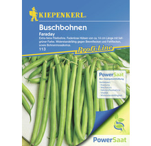 Buschbohnen Samen der Sorte Faraday von Kiepenkerl
