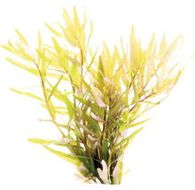 Pack de plantes aquatiques XS «Shrimp World» pour Nano Cube d'env. 30 l 5 pots