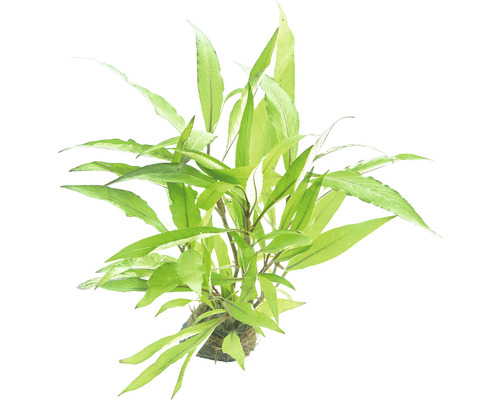 Plante d''aquarium avec des feuilles oblongues sur une balle