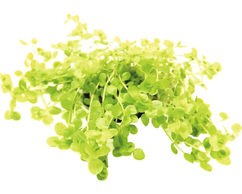 Pot avec Sagina procumbens