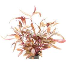 Aquarien-Wasserpflanzenpaket XL "Colors of Nature" für 100 l Aquarium 20 Töpfe