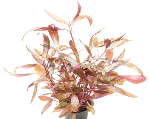 Plante d''aquarium avec des feuilles allongées