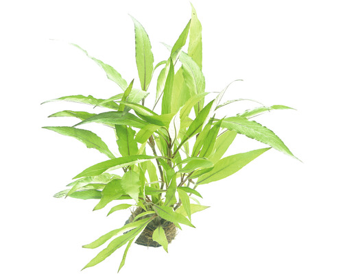 Élodée comme plante d''aquarium