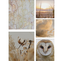 Image murale avec cinq motifs différents: écorce d''arbre, coucher de soleil sur la plage, nuages, fleurs de coton et hibou