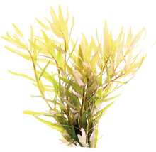 Aquarien-Wasserpflanzenpaket S "Green Mountain" für ca. 55 l Aquarium 10 Töpfe
