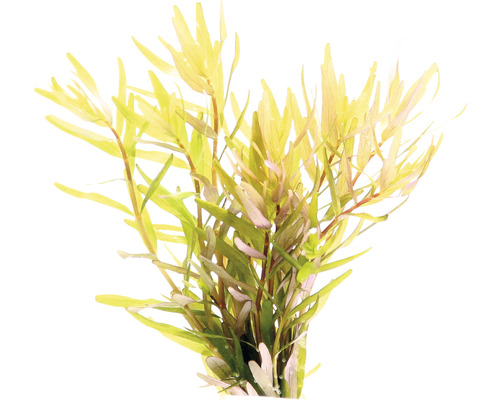 Plante aquatique avec des feuilles étroites pour aquariums