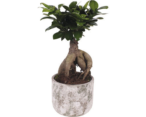 Figuier chinois FloraSelf Ficus microcarpa Ginseng h 30-35 cm pot Ø 15 cm avec cache-pot en céramique Deep Forest
