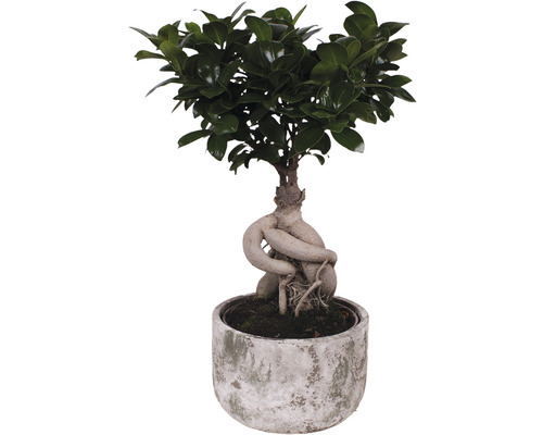 Figuier chinois FloraSelf Ficus microcarpa Ginseng h 30-40 cm pot Ø 18 cm avec cache-pot en céramique Deep Forest