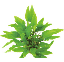 Pack de plantes aquatiques XS «Shrimp World» pour Nano Cube d'env. 30 l 5 pots
