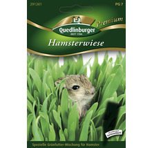 Hamsterwiese Grünpflanzen und Kräutersamen Spezielle Grünfutter-Mischung für Hamster 10 g ca. 1 m²