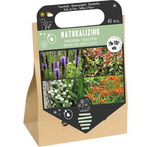 Paquet de bulbes à fleurs Naturalizing, 40 pièces