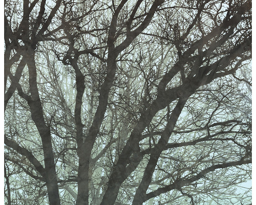 Papier peint panoramique intissé IF4-061 Infinity 2 Whispering Woods 4 pces 400 x 250 cm Gros plan sur des branches d''arbres sans feuilles