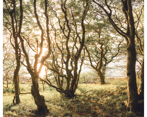 Papier peint panoramique intissé IFSH4-074 Infinity 2 Bold Birch 4 pces 400 x 250 cm Scène d''une forêt avec des arbres et de l''herbe