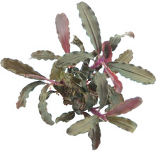 Bucephalandra Art - Bucephalandra sp. 'Red Scorpio'