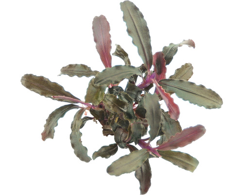 Bucephalandra - Bucephalandra sp. 'Red Scorpio'