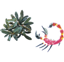 Bucephalandra Art - Bucephalandra sp. 'Red Scorpio'